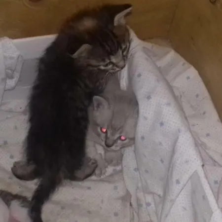 Agrifa' 3* Pitigliano